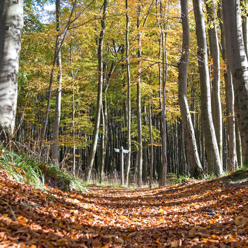 Teile des Waldes im Nationalpark Jasmund wurden von der UNESCO zum Weltnaturerbe Alte Buchenwälder ernannt