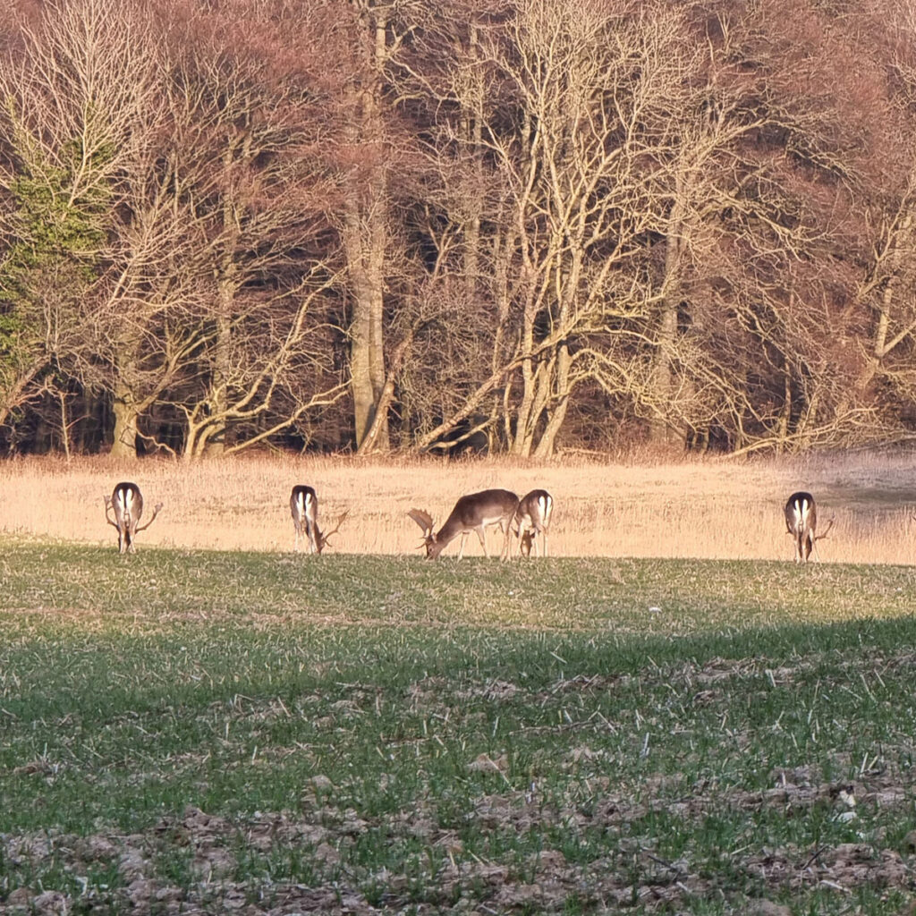 Die Tierwelt im Nationalpark