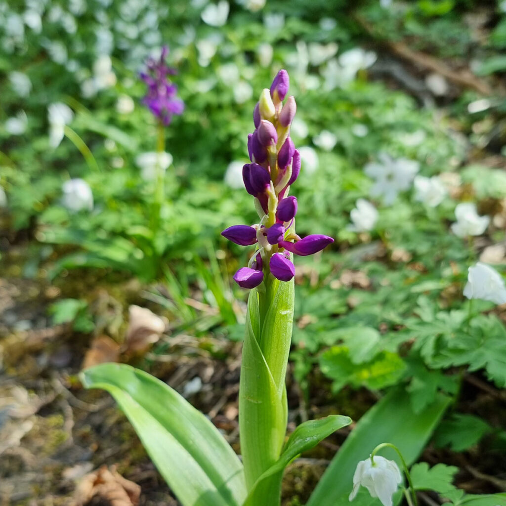 Knabenkraut - Orchidee im Nationalpark